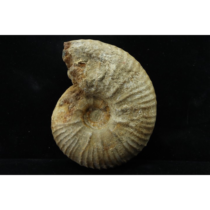 Eupachydiscus aff. Groussouvrei - campanien moyen - MADAGASCAR