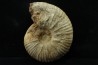 Eupachydiscus aff. Groussouvrei - campanien moyen - MADAGASCAR