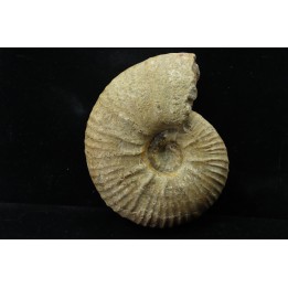 Eupachydiscus aff. Groussouvrei - campanien moyen - MADAGASCAR
