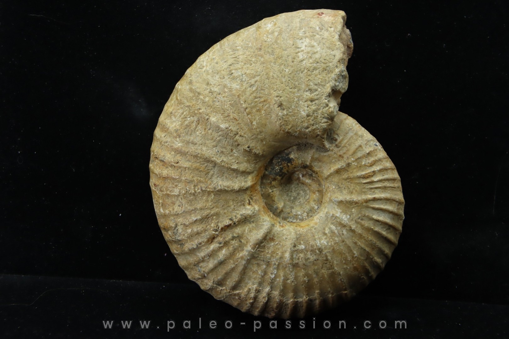 Eupachydiscus aff. Groussouvrei - middle campanian - MADAGASCAR