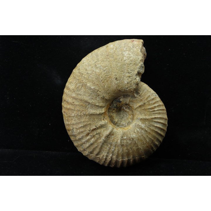 Eupachydiscus aff. Groussouvrei - campanien moyen - MADAGASCAR