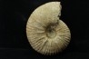 Eupachydiscus aff. Groussouvrei - campanien moyen - MADAGASCAR
