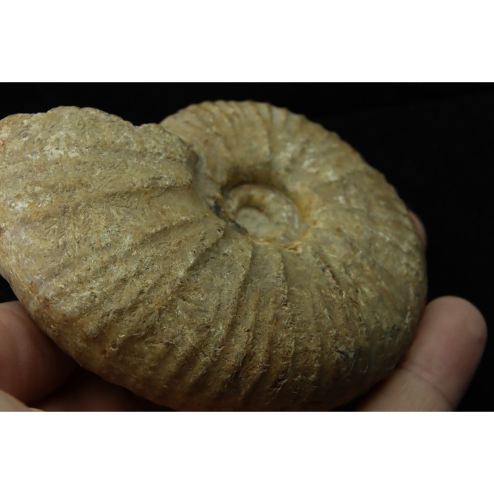 Eupachydiscus aff. Groussouvrei - middle campanian - MADAGASCAR