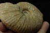 Eupachydiscus aff. Groussouvrei - campanien moyen - MADAGASCAR