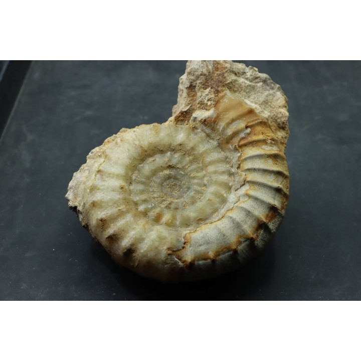 Acanthopleuroceras maugenesti - pliensbachien - Fresney-le-Puceux (14) FRANCE