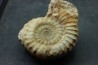 Acanthopleuroceras maugenesti - pliensbachien - Fresney-le-Puceux (14) FRANCE
