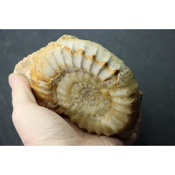 Acanthopleuroceras maugenesti - pliensbachien - Fresney-le-Puceux (14) FRANCE