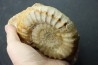Acanthopleuroceras maugenesti - pliensbachien - Fresney-le-Puceux (14) FRANCE