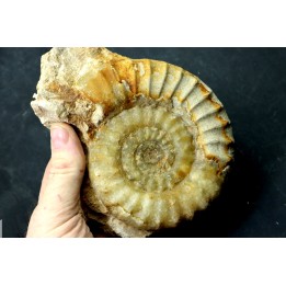 Acanthopleuroceras maugenesti (13 cm !!!) - pliensbachien - Fresney-le-Puceux (14) FRANCE