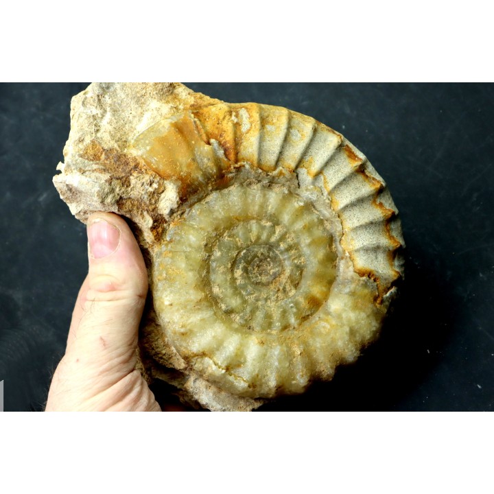 Acanthopleuroceras maugenesti - pliensbachien - Fresney-le-Puceux (14) FRANCE