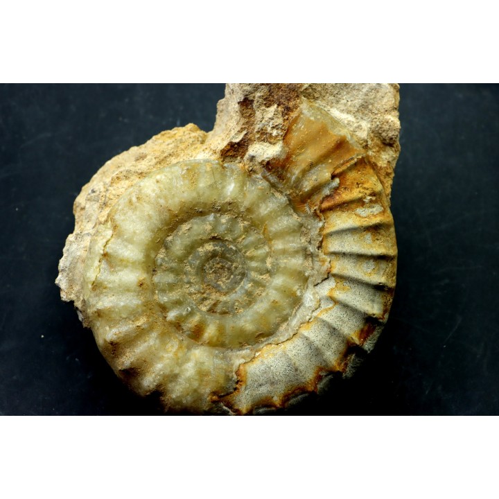 Acanthopleuroceras maugenesti - pliensbachien - Fresney-le-Puceux (14) FRANCE