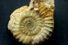 Acanthopleuroceras maugenesti - pliensbachien - Fresney-le-Puceux (14) FRANCE