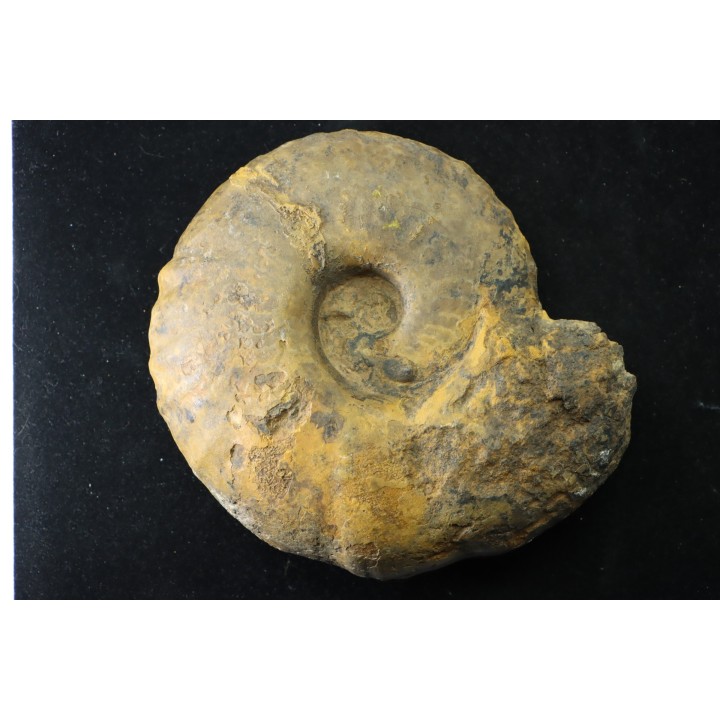 thomasites gongilensis -  Turonian - Haute-Bénoué - Nigéria