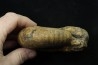 thomasites gongilensis -  Turonian - Haute-Bénoué - Nigéria