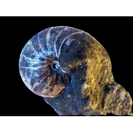 nautilus CYMATOCERAS SAKALAVUM (1)