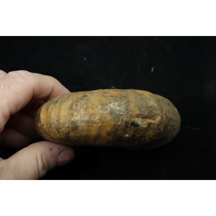 thomasites gongilensis -  Turonian - Haute-Bénoué - Nigéria