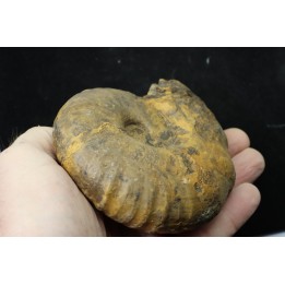 thomasites gongilensis -  Turonian - Haute-Bénoué - Nigéria