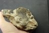 GARNIERICERAS SUBCLYPEIFORME - Volgien - Ulyanovsk, volga area, Russia