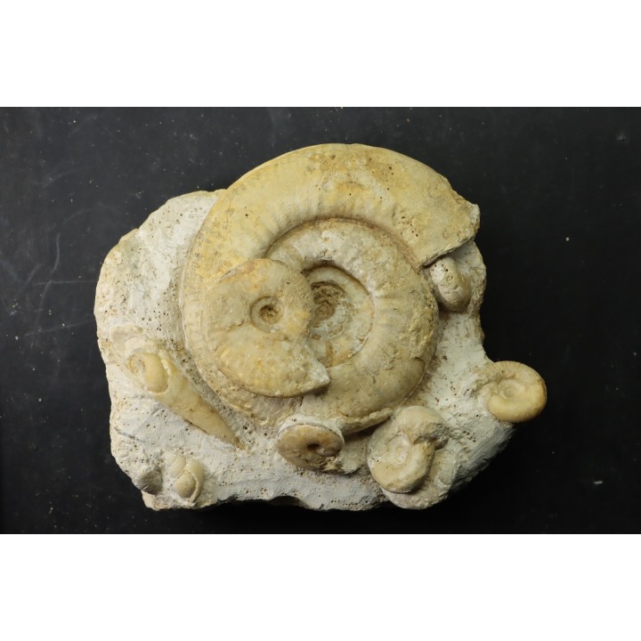 bloc multi ammonites, with Subgrossouvria crassa monestieri - callovian - Montreuil Bellay - FRANCE