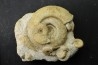 bloc multi ammonites, with Subgrossouvria crassa monestieri - callovian - Montreuil Bellay - FRANCE