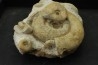 bloc multi ammonites, with Subgrossouvria crassa monestieri - callovian - Montreuil Bellay - FRANCE