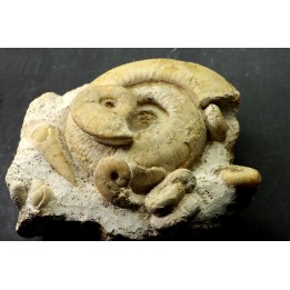 bloc multi ammonites, with Subgrossouvria crassa monestieri - callovian - Montreuil Bellay - FRANCE