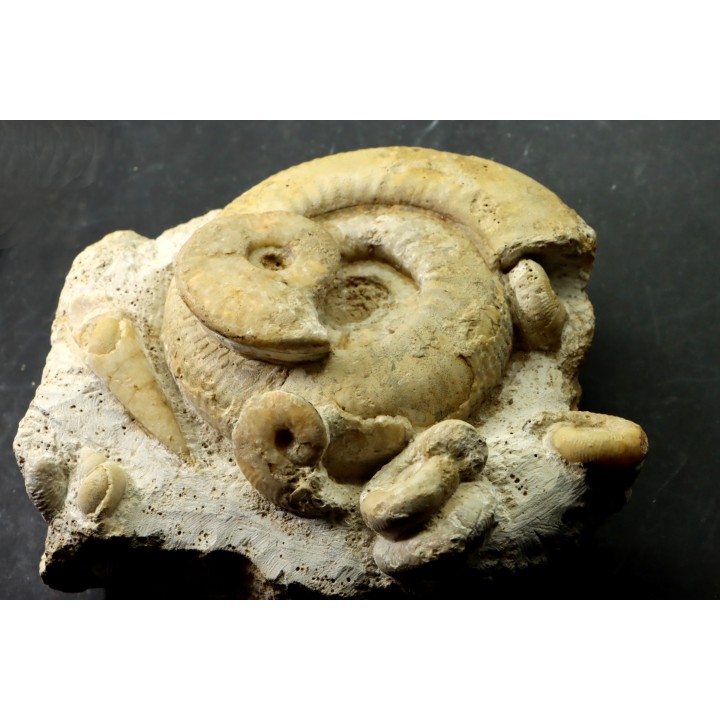 bloc multi ammonites, with Subgrossouvria crassa monestieri - callovian - Montreuil Bellay - FRANCE