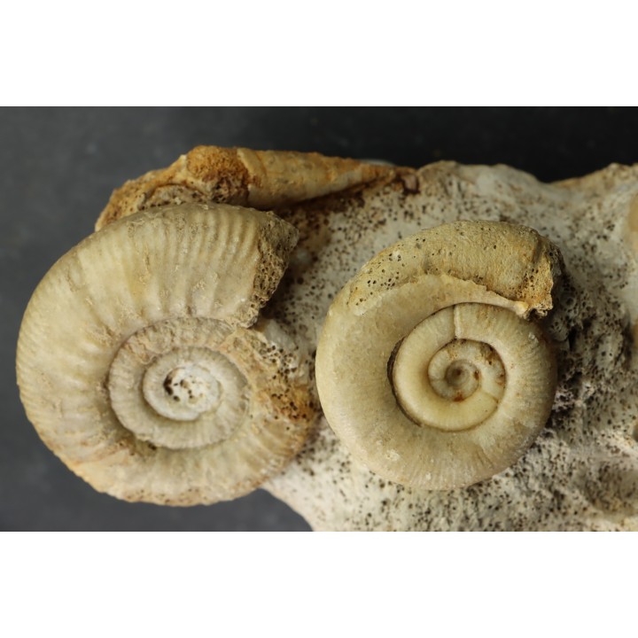bloc multi ammonites, with Choffatia isaballae, hecticoceras sp - callovian - Montreuil Bellay - FRANCE