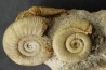 bloc multi ammonites, with Choffatia isaballae, hecticoceras sp - callovian - Montreuil Bellay - FRANCE