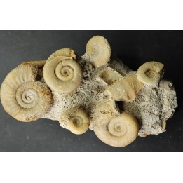 bloc multi ammonites, with Choffatia isaballae, hecticoceras sp - callovian - Montreuil Bellay - FRANCE