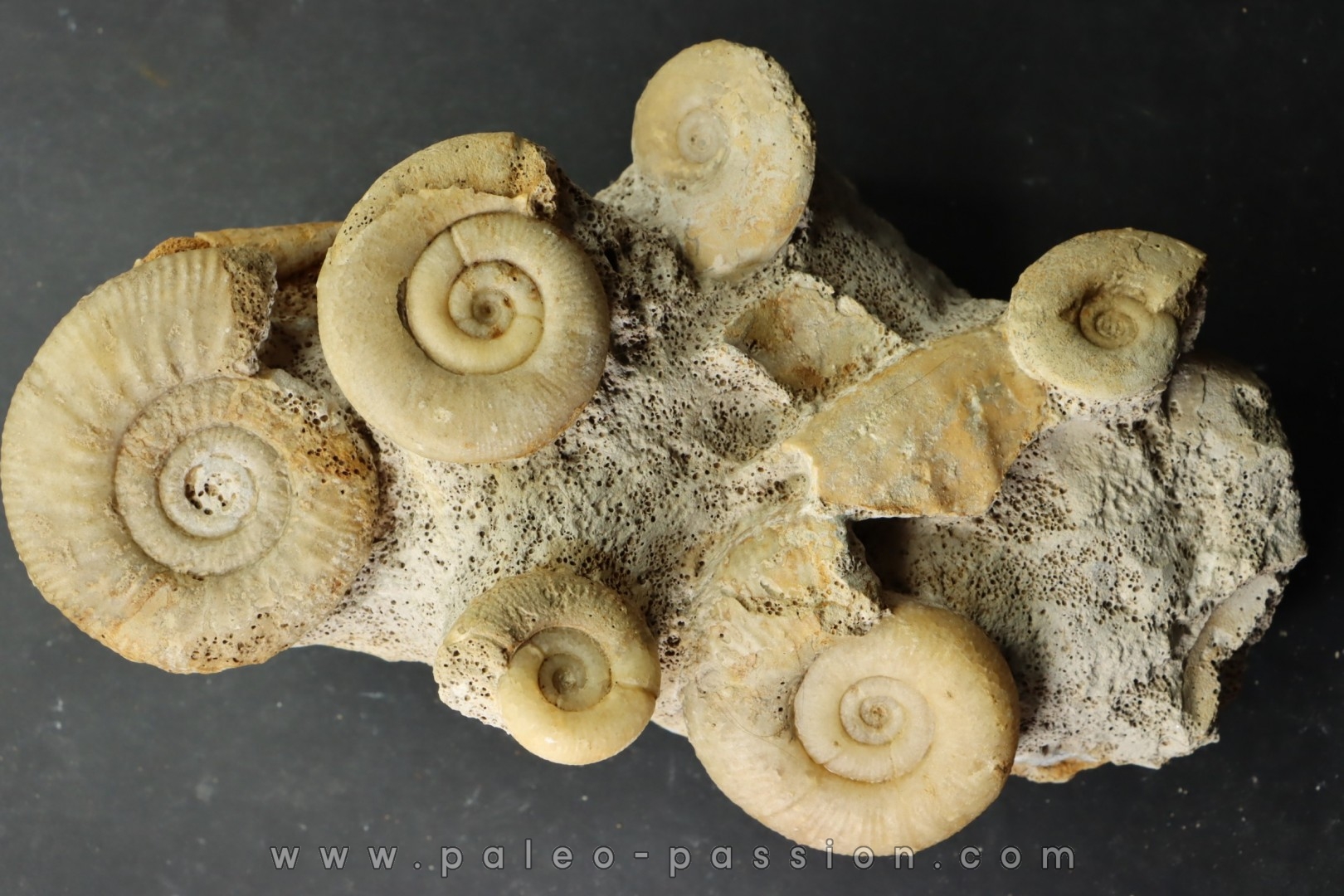 bloc multi ammonites, with Choffatia isaballae, hecticoceras sp - callovian - Montreuil Bellay - FRANCE
