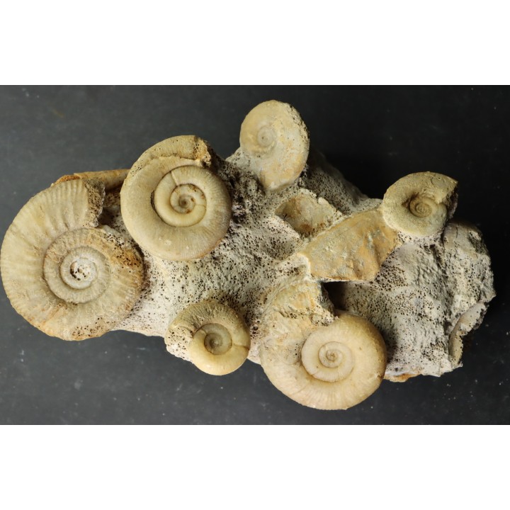 bloc multi ammonites, with Choffatia isaballae, hecticoceras sp - callovian - Montreuil Bellay - FRANCE