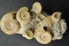 bloc multi ammonites, with Choffatia isaballae, hecticoceras sp - callovian - Montreuil Bellay - FRANCE