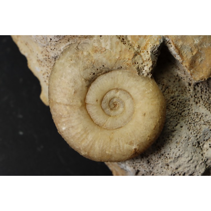 bloc multi ammonites, with Choffatia isaballae, hecticoceras sp - callovian - Montreuil Bellay - FRANCE