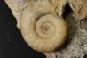 bloc multi-ammonites avec:  Choffatia isaballae, hecticoceras sp. - callovien - Montreuil Bellay- FRANCE