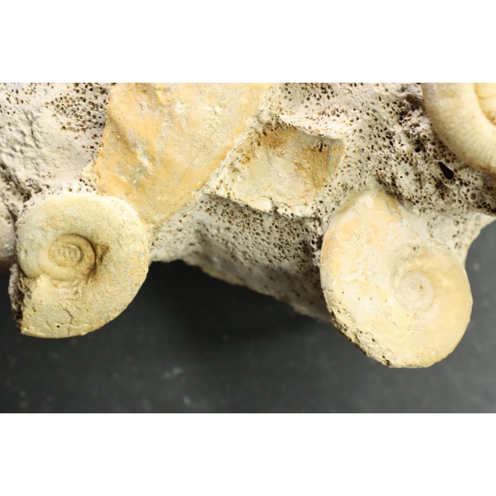 bloc multi ammonites, with Choffatia isaballae, hecticoceras sp - callovian - Montreuil Bellay - FRANCE