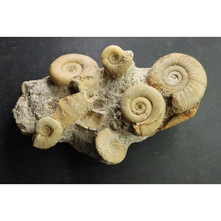 bloc multi ammonites, with Choffatia isaballae, hecticoceras sp - callovian - Montreuil Bellay - FRANCE