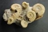 bloc multi ammonites, with Choffatia isaballae, hecticoceras sp - callovian - Montreuil Bellay - FRANCE
