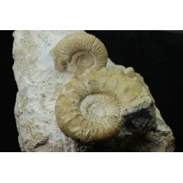 Association Peltoceras athleta, microconque (avec apophyse) et macroconque - callovien - Montreuil Bellay- FRANCE