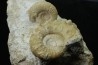 Association Peltoceras athleta, microconque (with apophyse) and macroconque  - callovian - Montreuil Bellay - FRANCE