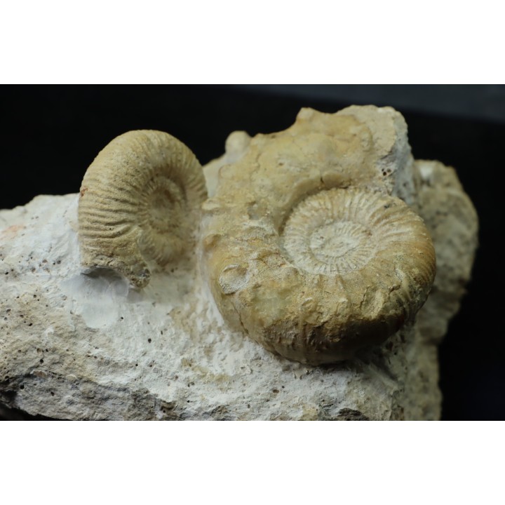Association Peltoceras athleta, microconque (with apophyse) and macroconque  - callovian - Montreuil Bellay - FRANCE