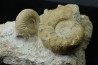 Association Peltoceras athleta, microconque (with apophyse) and macroconque  - callovian - Montreuil Bellay - FRANCE