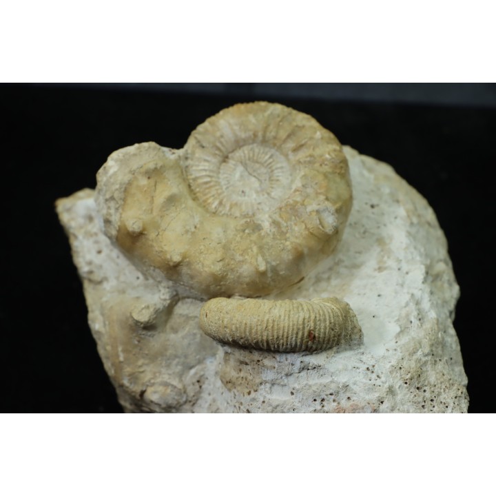 Association Peltoceras athleta, microconque (with apophyse) and macroconque  - callovian - Montreuil Bellay - FRANCE