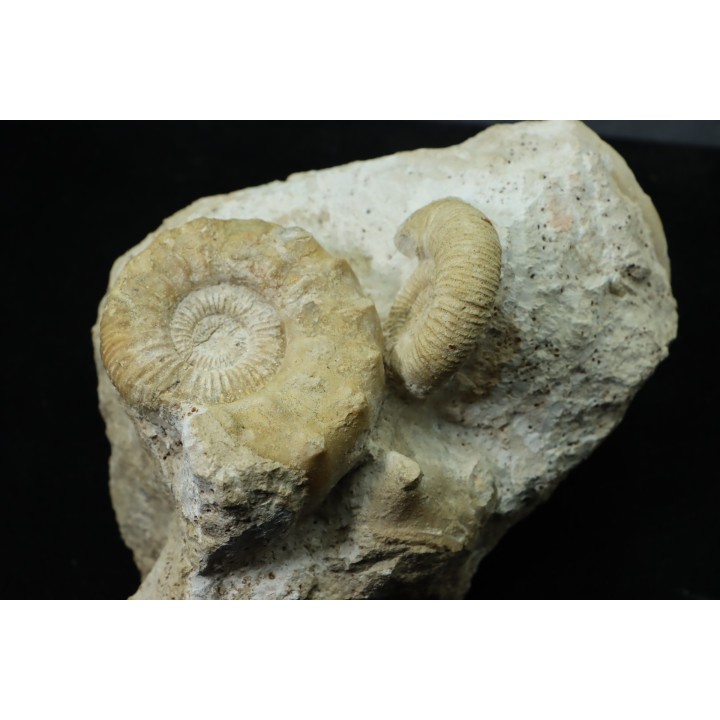 Association Peltoceras athleta, microconque (with apophyse) and macroconque  - callovian - Montreuil Bellay - FRANCE