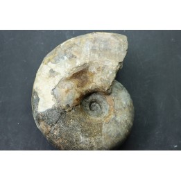 Pachydiscus catarinae - Maestrichtien - S / Dakota - USA