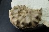 RARE Mammites chouberti - Turonien - Smara Area, Sahara Occidental