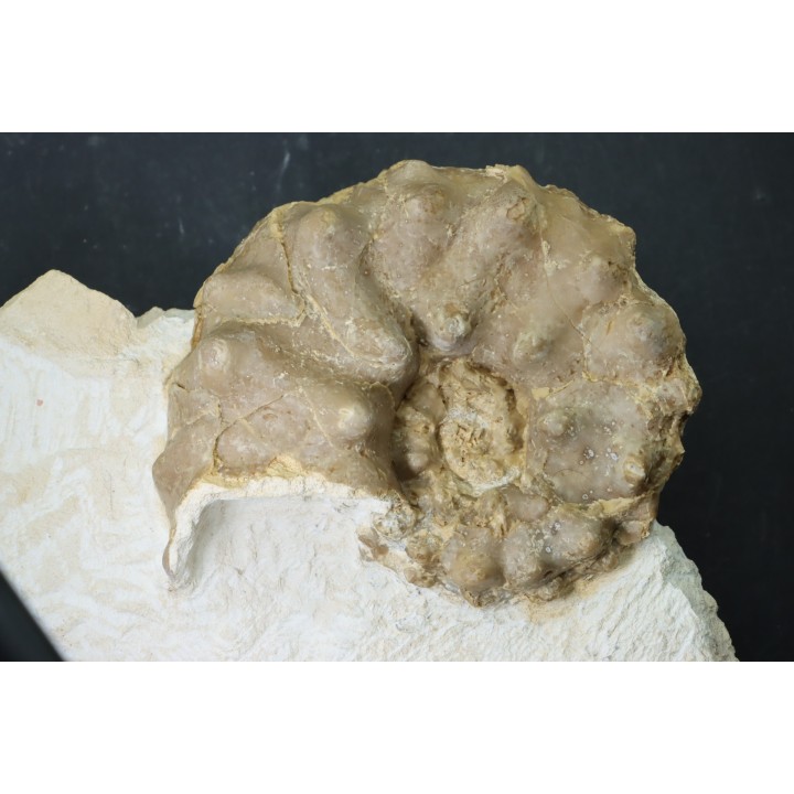 RARE Mammites chouberti - Turonian - Smara Area, Western Sahara