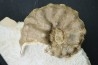RARE Mammites chouberti - Turonian - Smara Area, Western Sahara