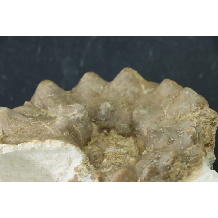 RARE Mammites chouberti - Turonien - Smara Area, Sahara Occidental