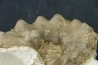 RARE Mammites chouberti - Turonian - Smara Area, Western Sahara